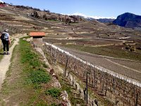 IMG 0959  the wine terraced landscape of the Valais