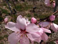 IMG 0971  but cherries blooming along the bisse