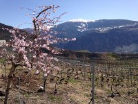 IMG 0972  Mont Noble