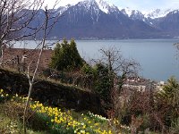 IMG 0912  next to the steps in the vineyard