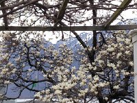 IMG 0913  Magnolia on the way to PT