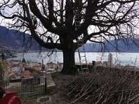 IMG 0922  5 April professionals trimming the chestnut