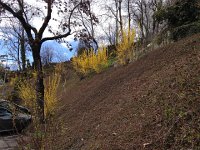 IMG 0925  Forsythia in Les Taux