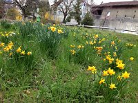 IMG 0928  Daffodils near elementary school in Chernex