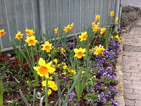 IMG 0933  flower bed at the corner in Chernex