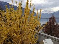 IMG 0984  Forsythia near garage