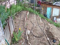 IMG 0987  at the garden