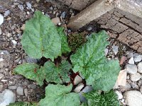 IMG 0988  rhubarb getting going
