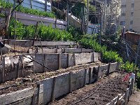 IMG 1322  17 April garden status