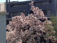 IMG 1326  magnolia near tracks