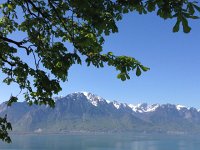 IMG 1388  20 April  chestnut leafing out