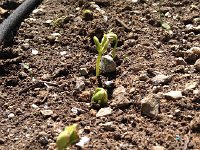 IMG 1461  24 April sprouting beans
