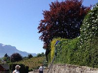 IMG 1465  hedge trimming