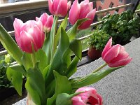 IMG 1490  purchased tulips