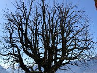 IMG 6880  trimming continues