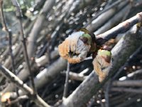 IMG 6881  chestnut flower