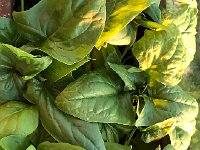IMG 6888  spinach on the balcony
