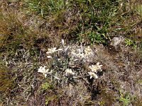 IMG 3168  Edelweiss