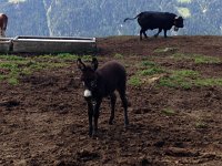 IMG 3172  baby donkey!