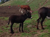 IMG 3177  following mom