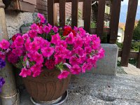 IMG 9721  outside decor