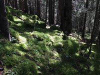 IMG 3317  lower down, wet forest