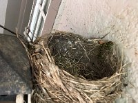 IMG 9576  birds need a home