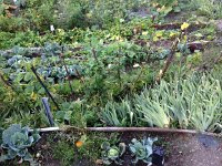 IMG 3053  the garden