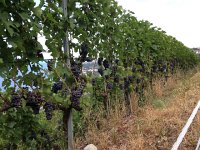 IMG 3074  7 August- vineyard above us