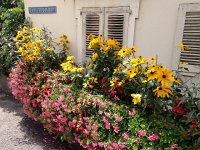 IMG 3100  14 August flowers on the way to PT