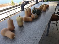 IMG 3196  22 August the first haul of winter squash curing on th balcony