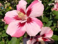 IMG 9837  28 August flowers