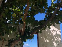 IMG 2989  a wall remains standing