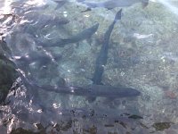 IMG 2775  very impressive tarpons at the dock waiting for a cat to fall in the water