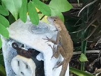 IMG 3582  and the wildlife