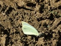 IMG 3590  butterflies really do like wet disgusting substrate