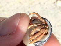 IMG 3591  hermit crab