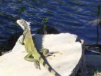 IMG 3599  and rather large iguana