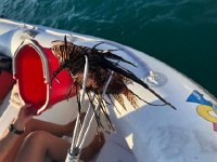 IMG 2815  what they look like