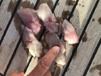 IMG 2821  lionfish filets