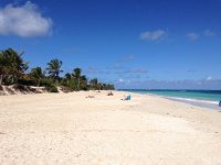 IMG 4829  palm trees