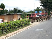 IMG 2892  with young ones