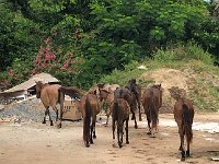 IMG 2893  looking for something to eat