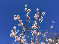 IMG 5465  It&#39;s spring in Portugal and the almond trees are in full bloom