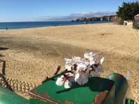 IMG 5467  Almond branch and the beach nearest Mimosa apartment (Praia do Vau)