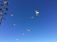 IMG 5474  gulls above Praia do Rocha (Portimao)