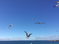 IMG 5476  Praia do Rocha (Portimao)