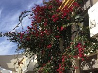 IMG 5500  bouganvilla in bloom (Faro)