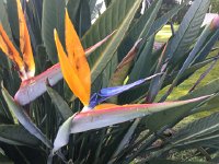 IMG 5410  Bird of Paradise flowers continue to fascinate me