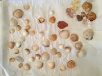 IMG 5427  On the beach we found many shells (drying after having had the sand washed off of them)